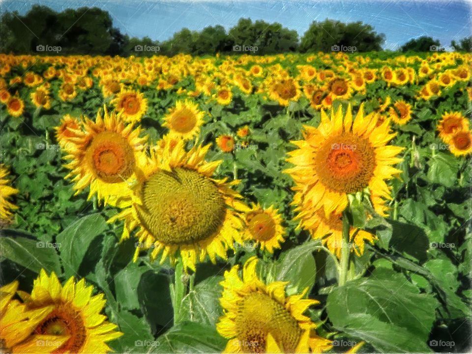 Sunflowers