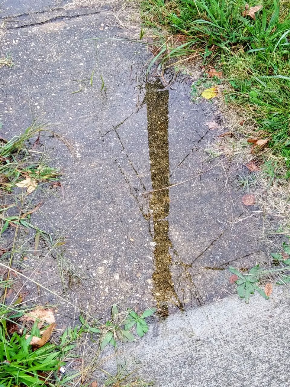 reflection in a rain puddle