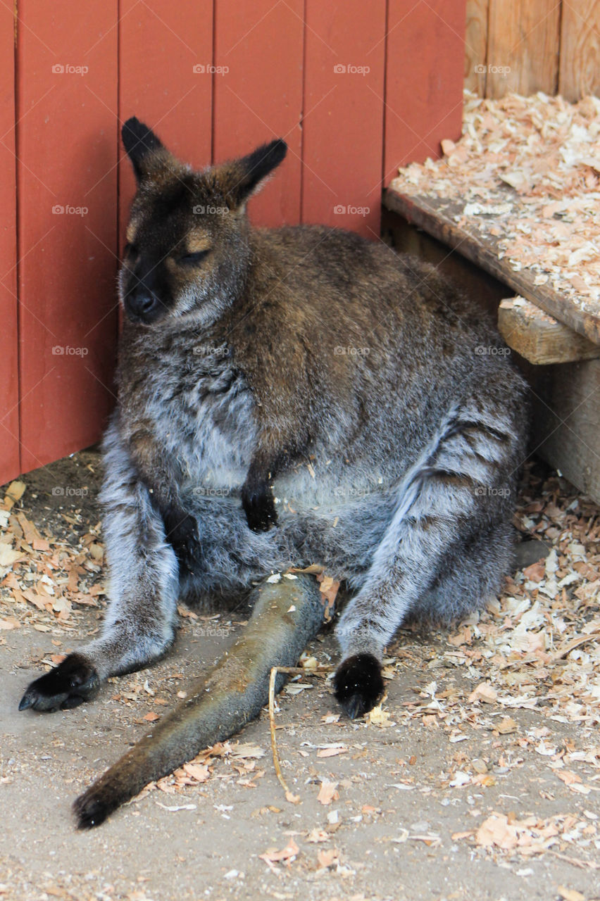 It was like a small trip to Australia on our visit to the Kangaroo Farm this summer. This darling mom Wallaby was sitting in the shade trying to keep cool. Might be a joey in her pouch but she looked peaceful so we let her be & just took a picture. 🦘