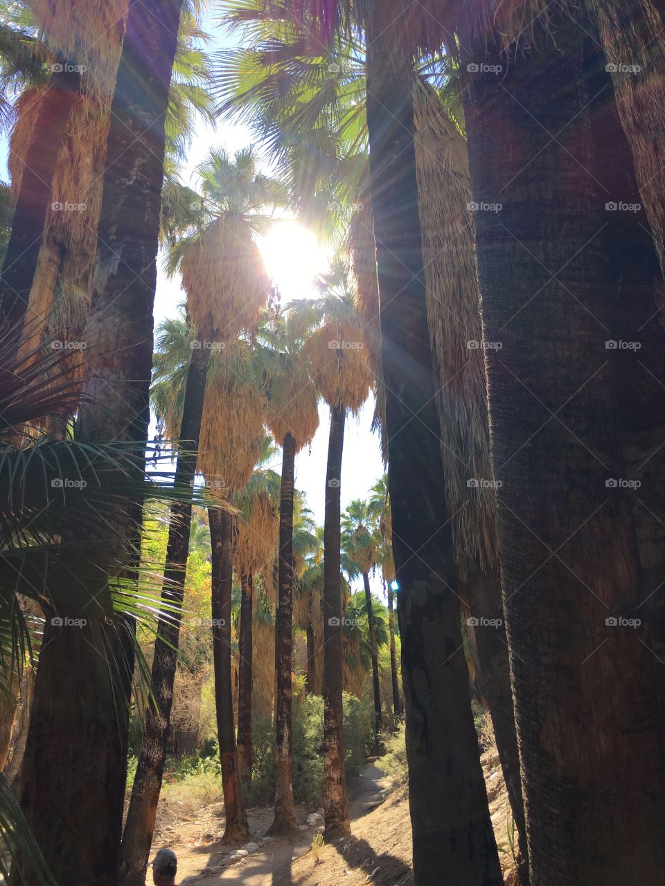 Low angle view of trees in forest