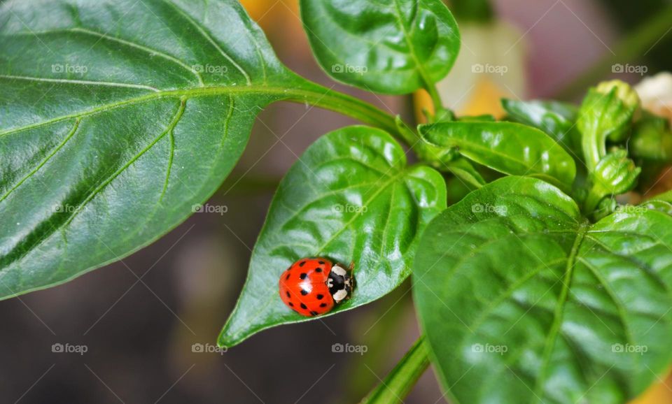 ladybug spring nature