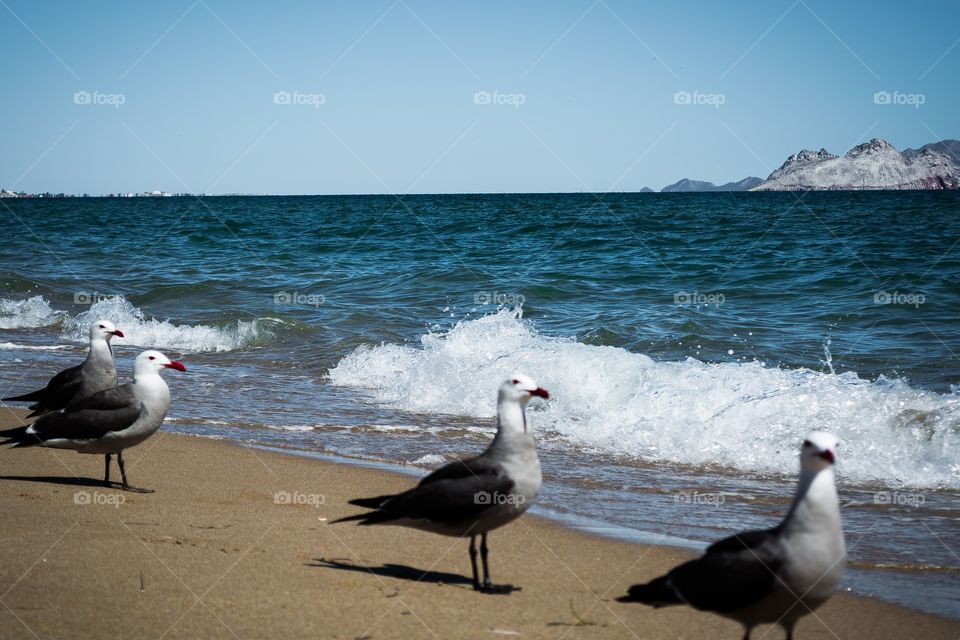 seagulls