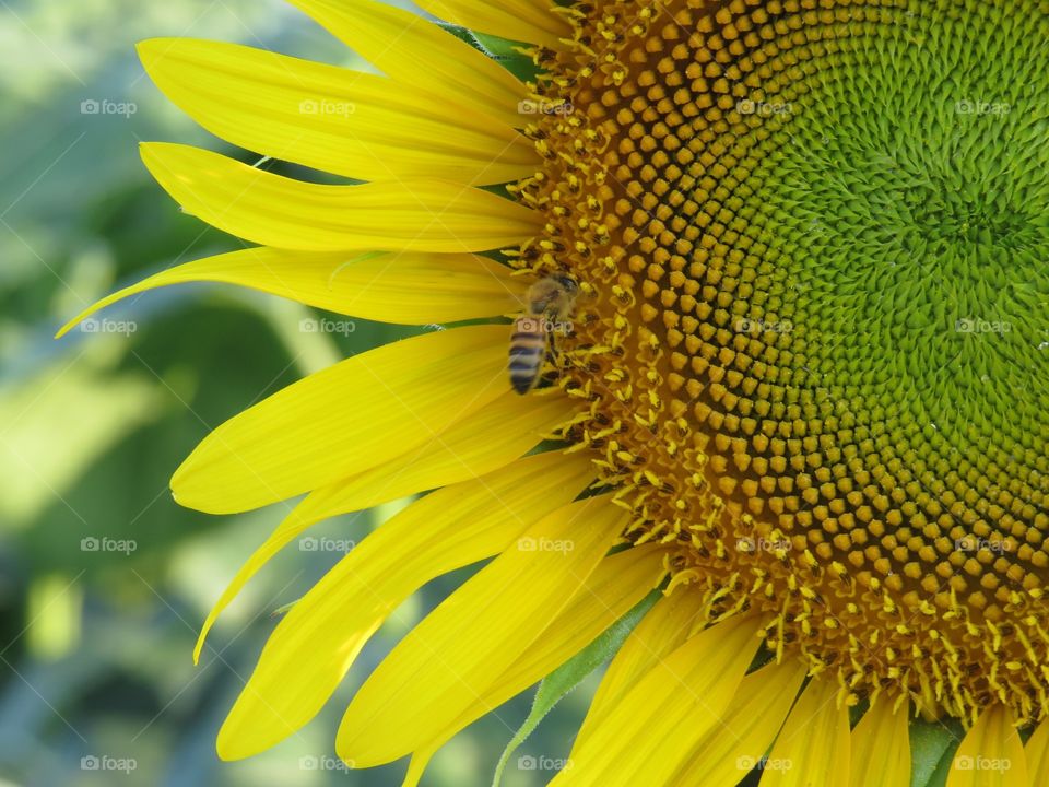 Beautiful green and yellow details of sunflower with bee flying around