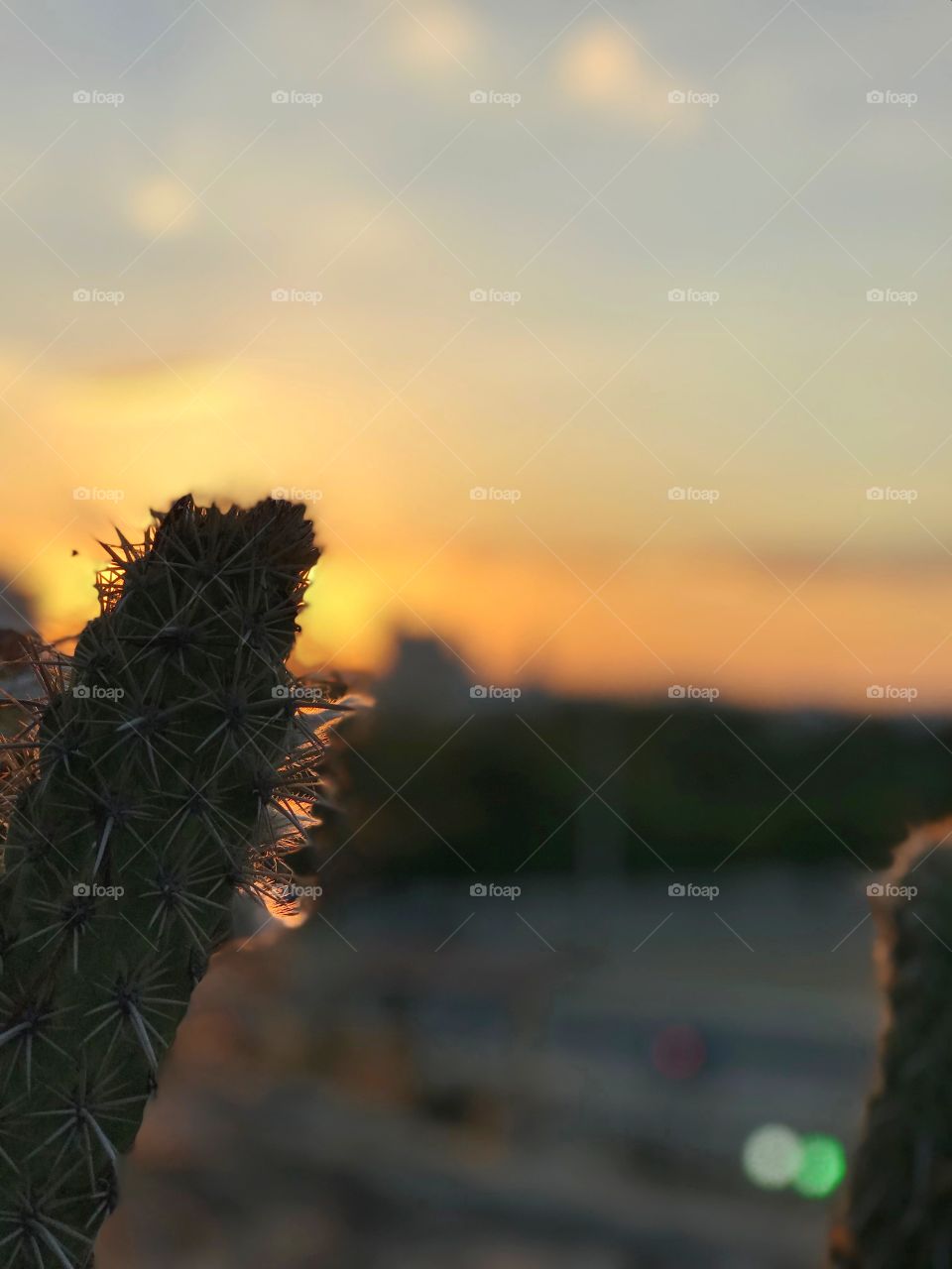 Cacti