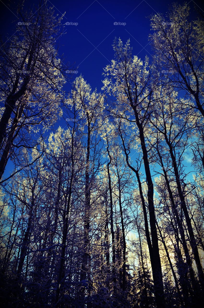 Trembling aspen and hoar frost 