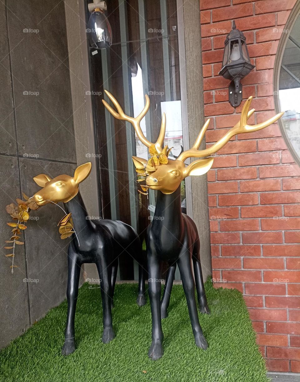 morning time in the corner of my garden with little sunlight making it more beautiful