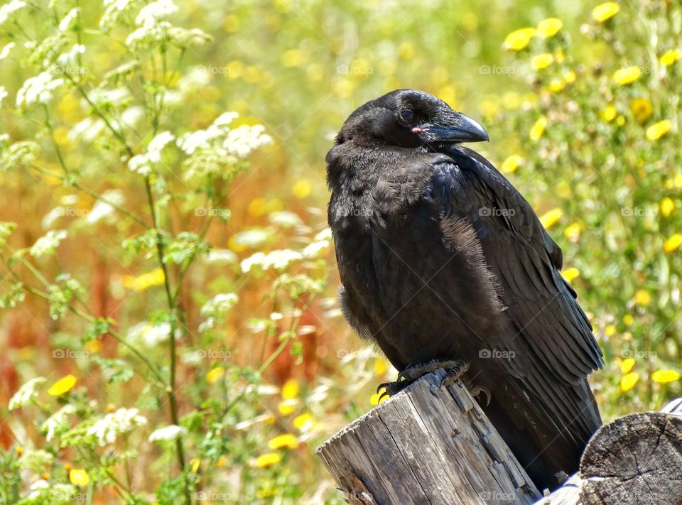 Wild Raven. Wild Raven Perched On A Rural Wooden Fence Among Wildflowers
