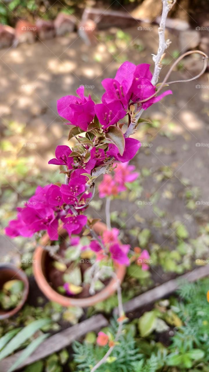 Bougainvillea glabra