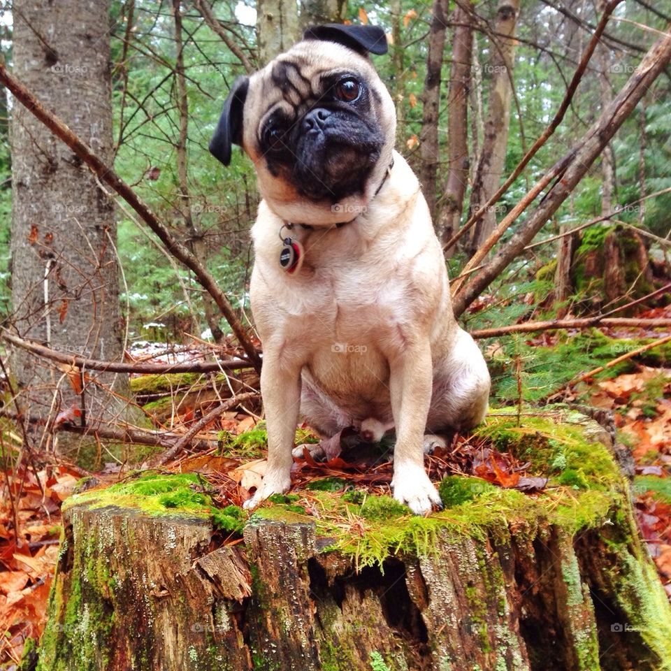 Pug on a Log