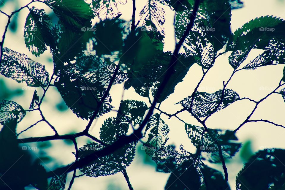 Lacy tree leaves, skeletonized by beetles 