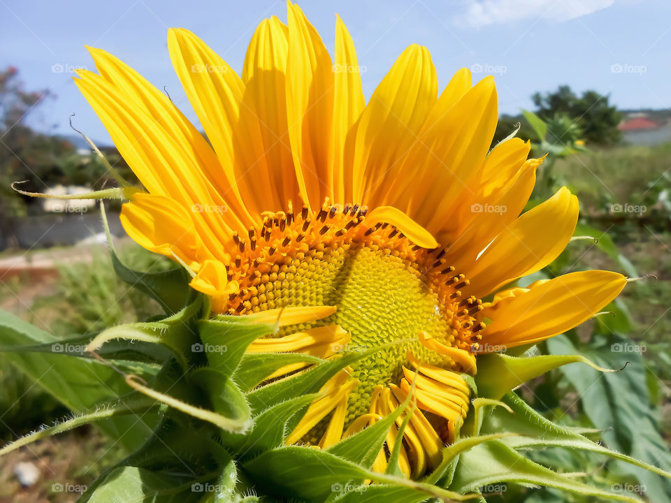 Sunflower Opening Against Blue Sky