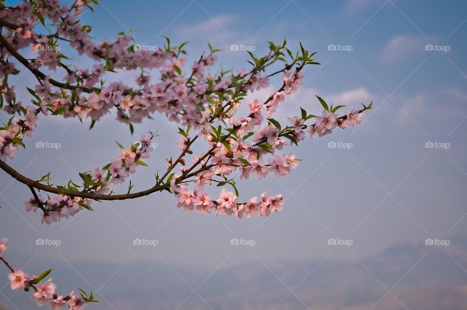 The sunlight on the blooming peach blossom adding to the beauty of spring.