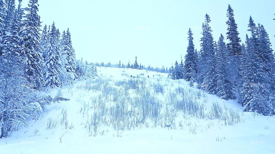 Winter on the Swedish mountain 