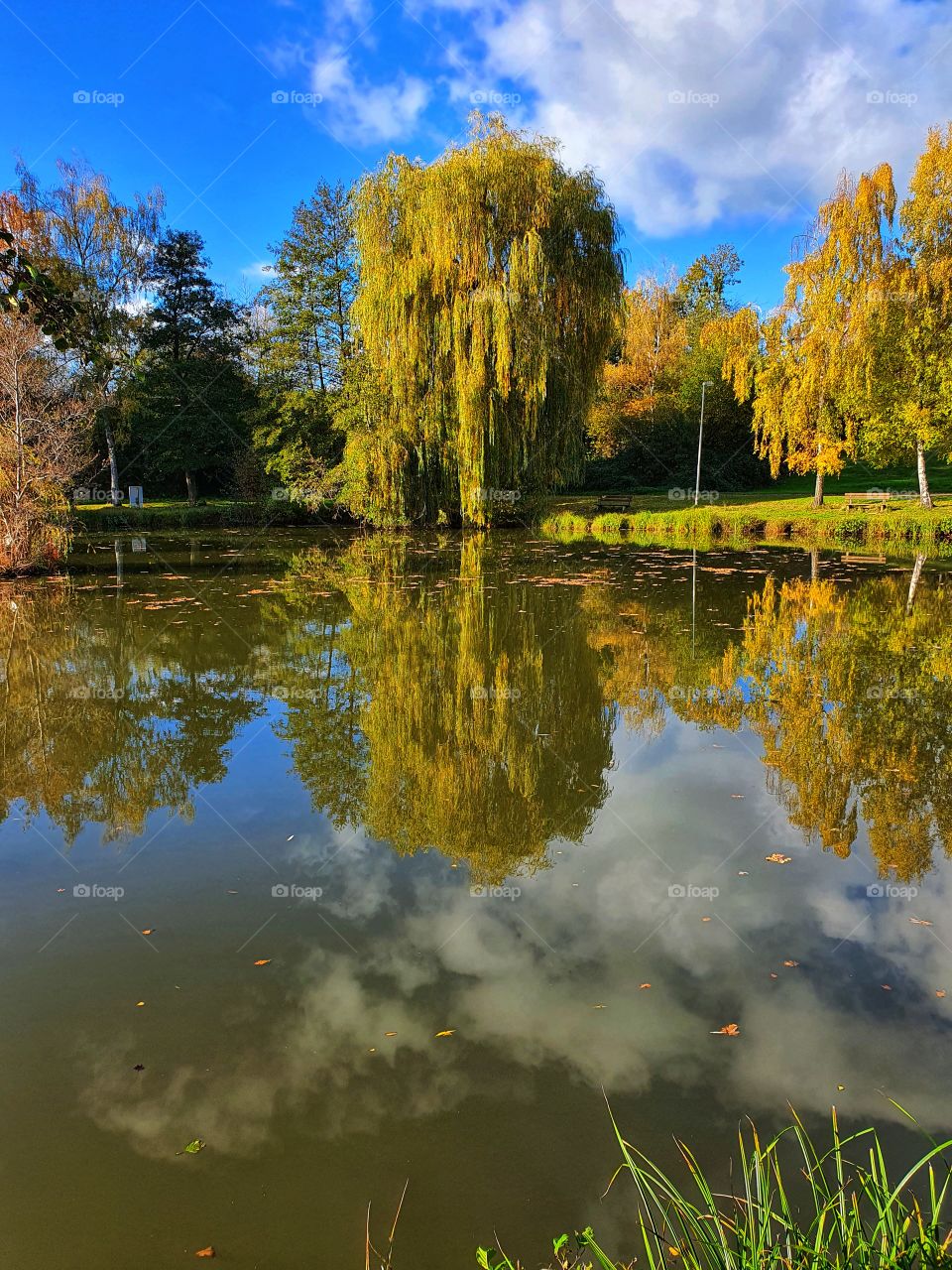 Tree is mirrored in the lake