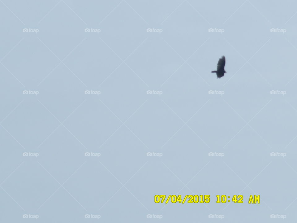 eagle flying ✈. This is a picture of a Texas eagle flying over the wildcatter ranch resort located east of Graham Texas