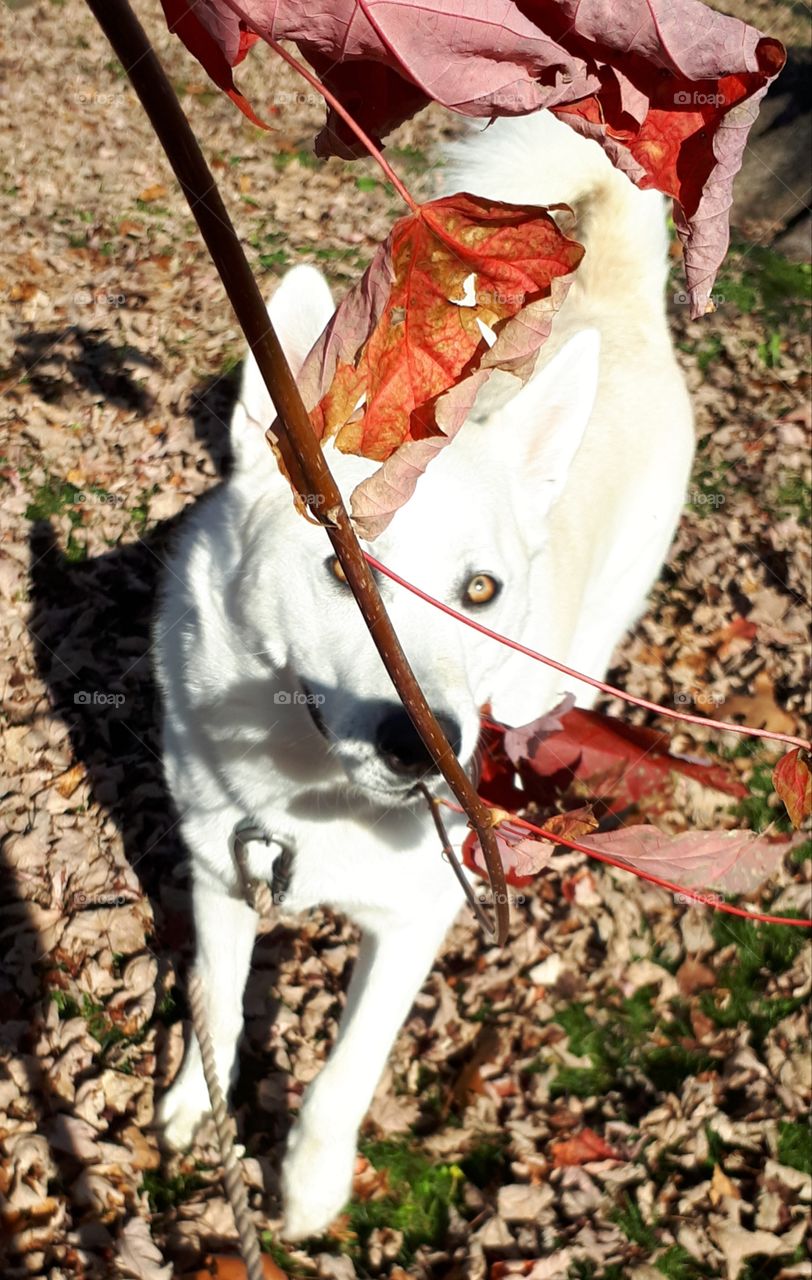 husky dog hiding behind a tree branch of red leaves.