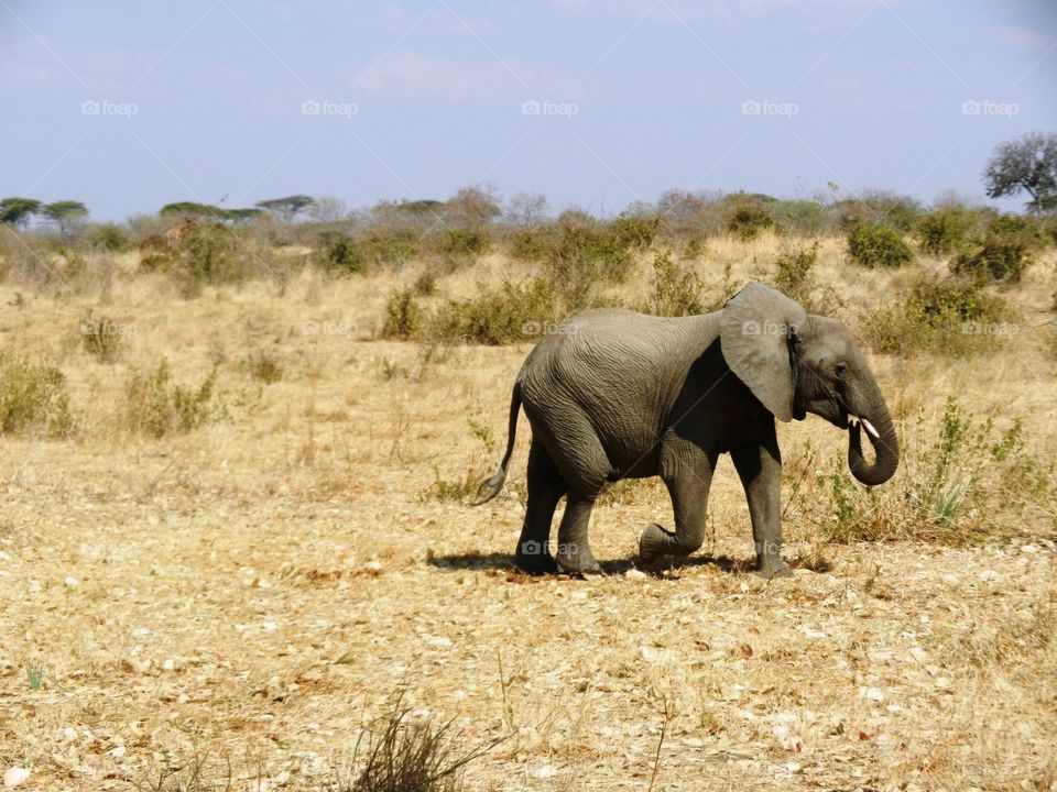 Safari day in Tanzania