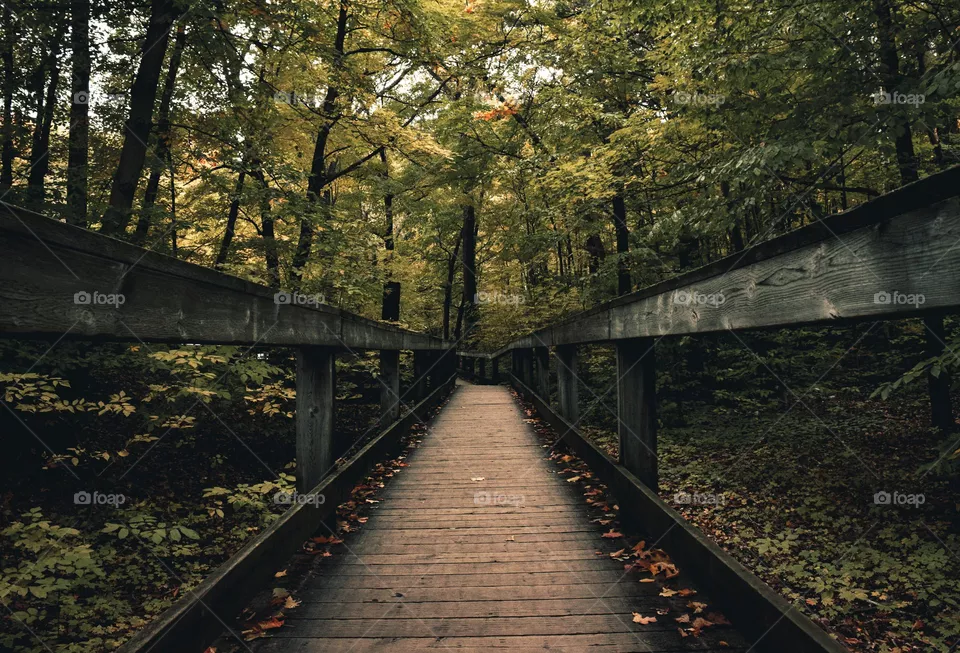 forest walkway