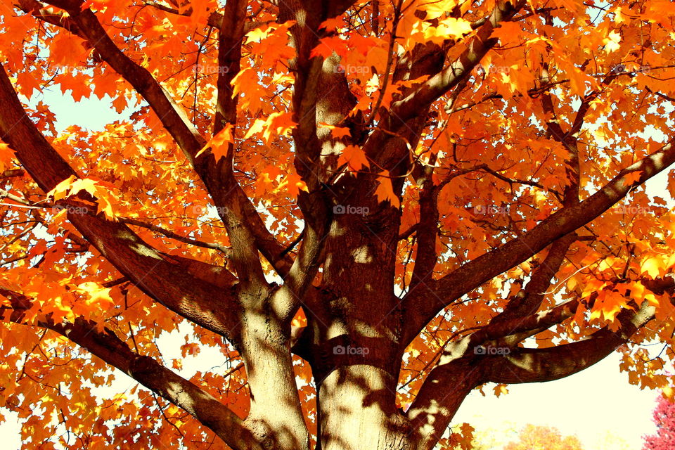Fall, Leaf, Maple, Tree, Season