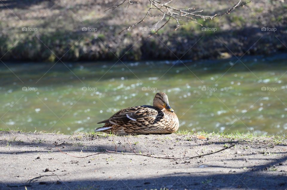 Duck in park