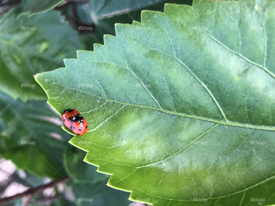 Mate of ladybugs on green leaves