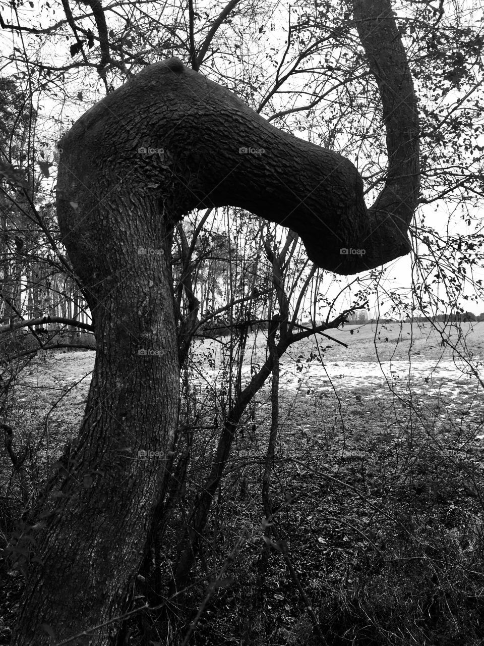 Black and white image of an old oak that resembles a Native American signal tree