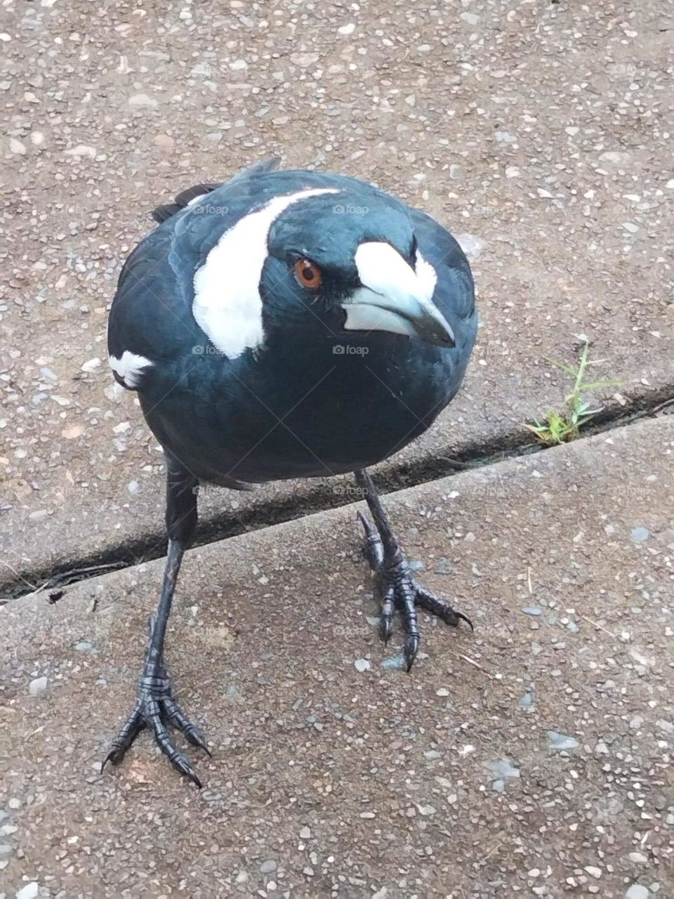 The Magpie is an Australian medium sized black and white native bird they can become very tame they can have up to 3 babies in spring and both parents feed them they nest in hollow trees or build nests high up in a tree