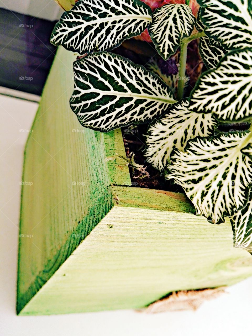 houseplant in green wooden pot