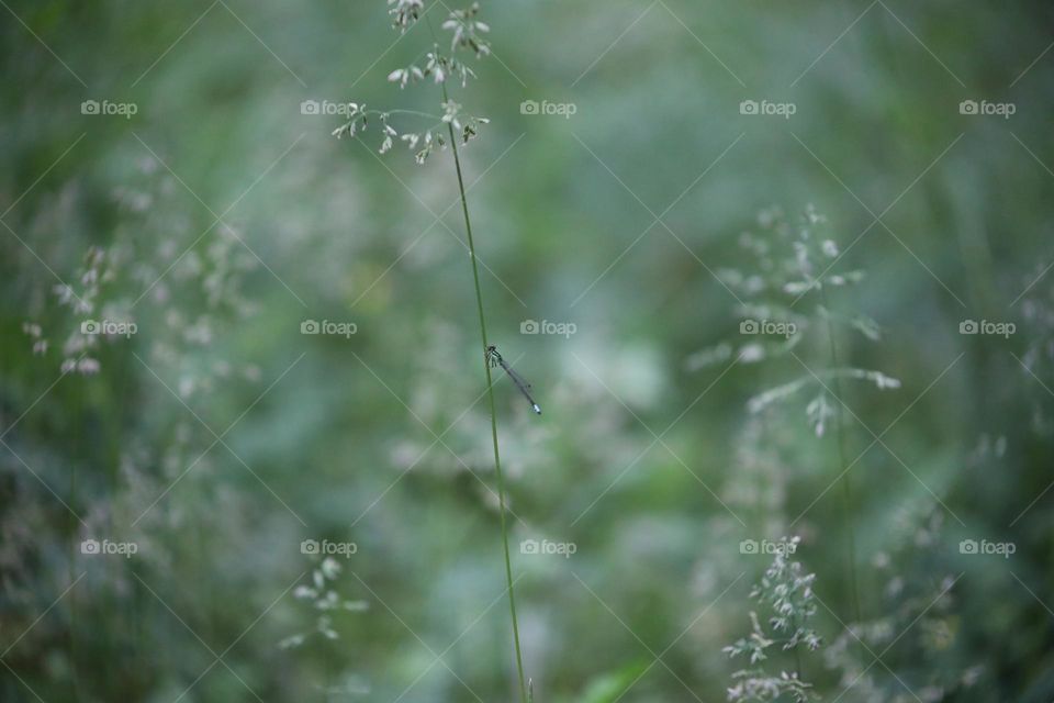 Emerald Essence; A Green Damselfly perched within a green and white wonderland of overgrown grasses