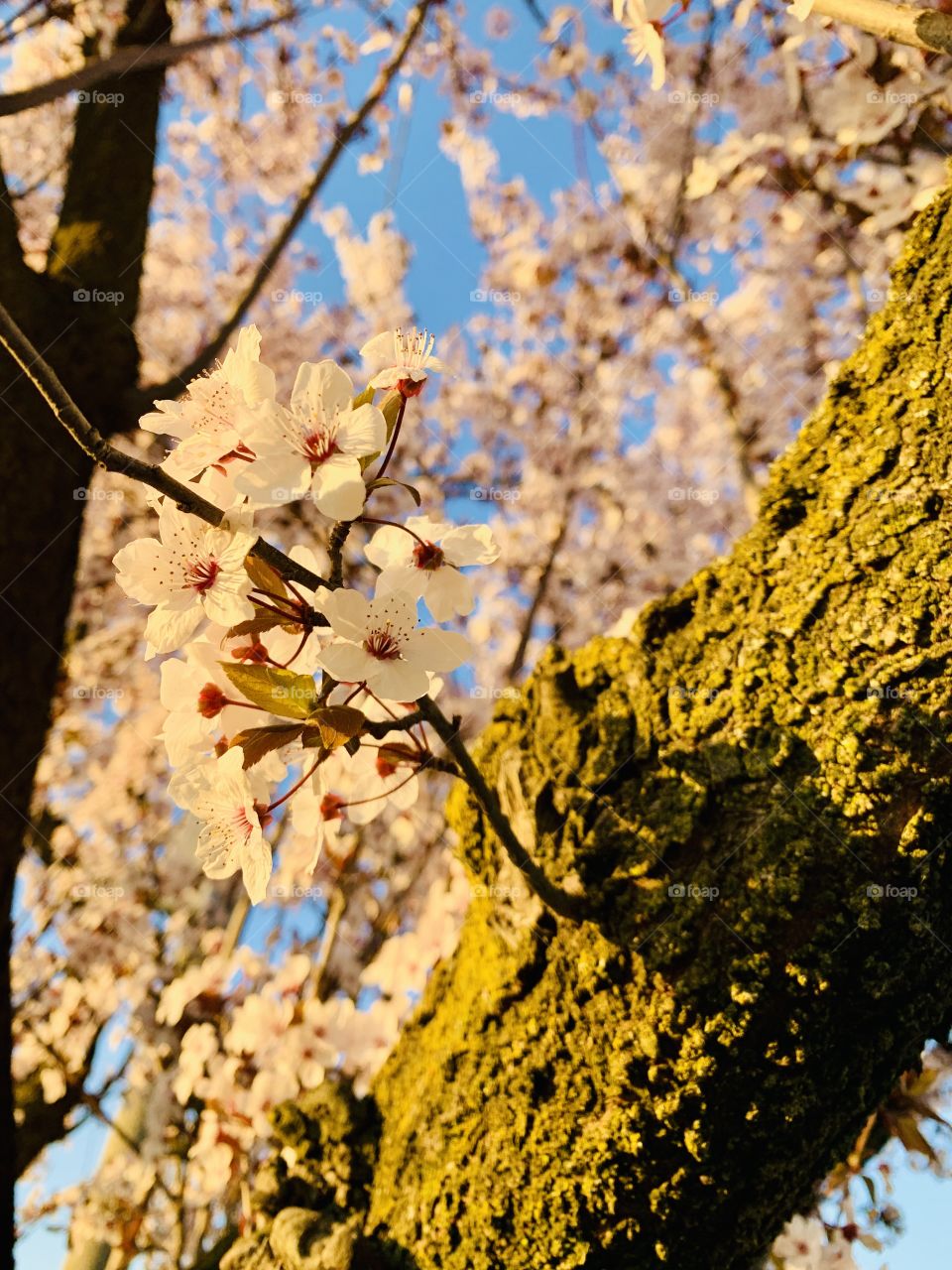 exceptional spring flowering of a prunus