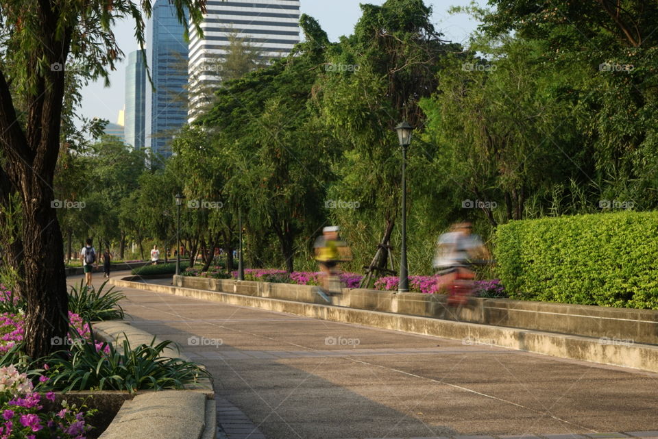 Tree, Park, Garden, Road, Travel