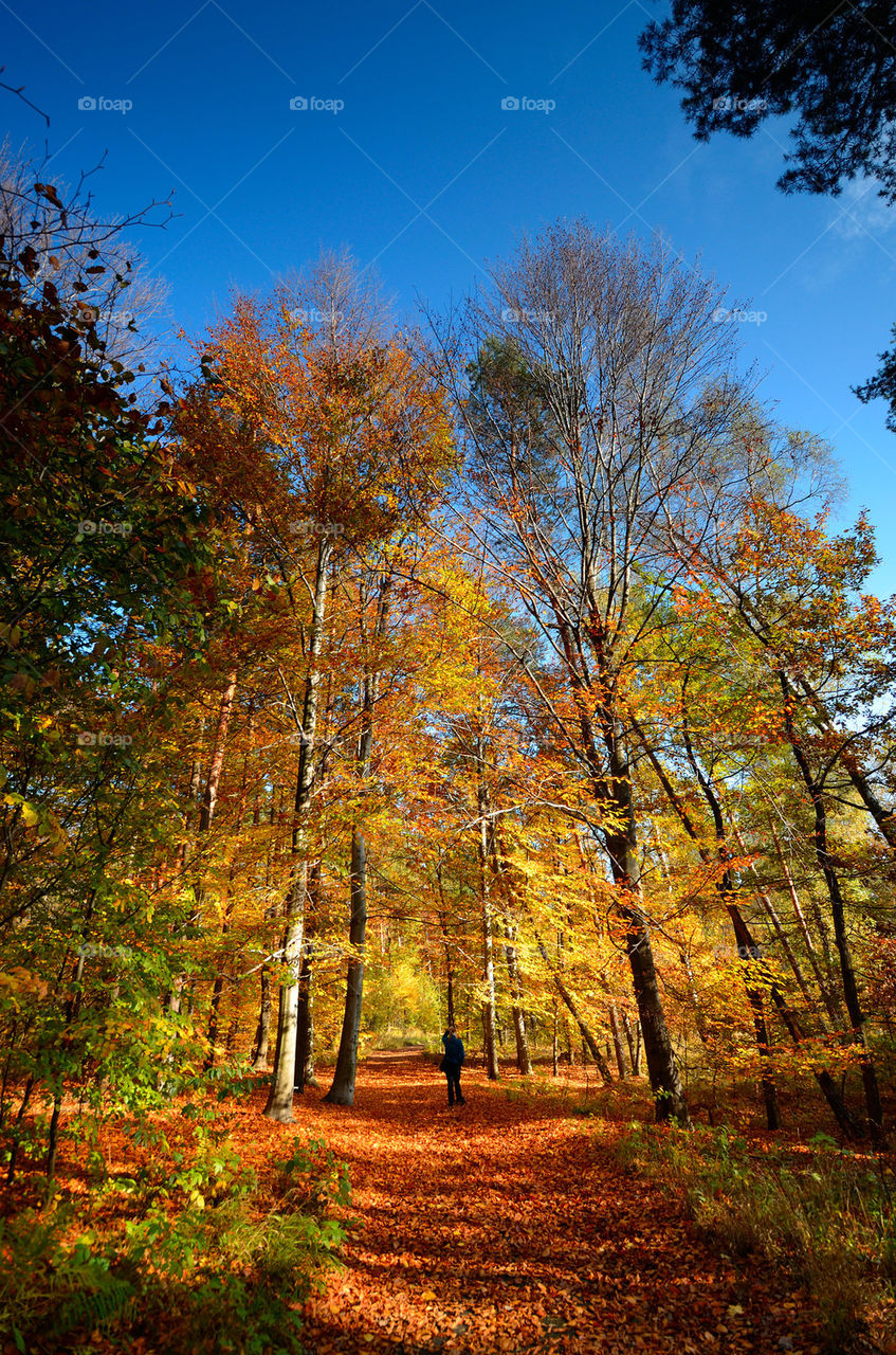 Autumn forest