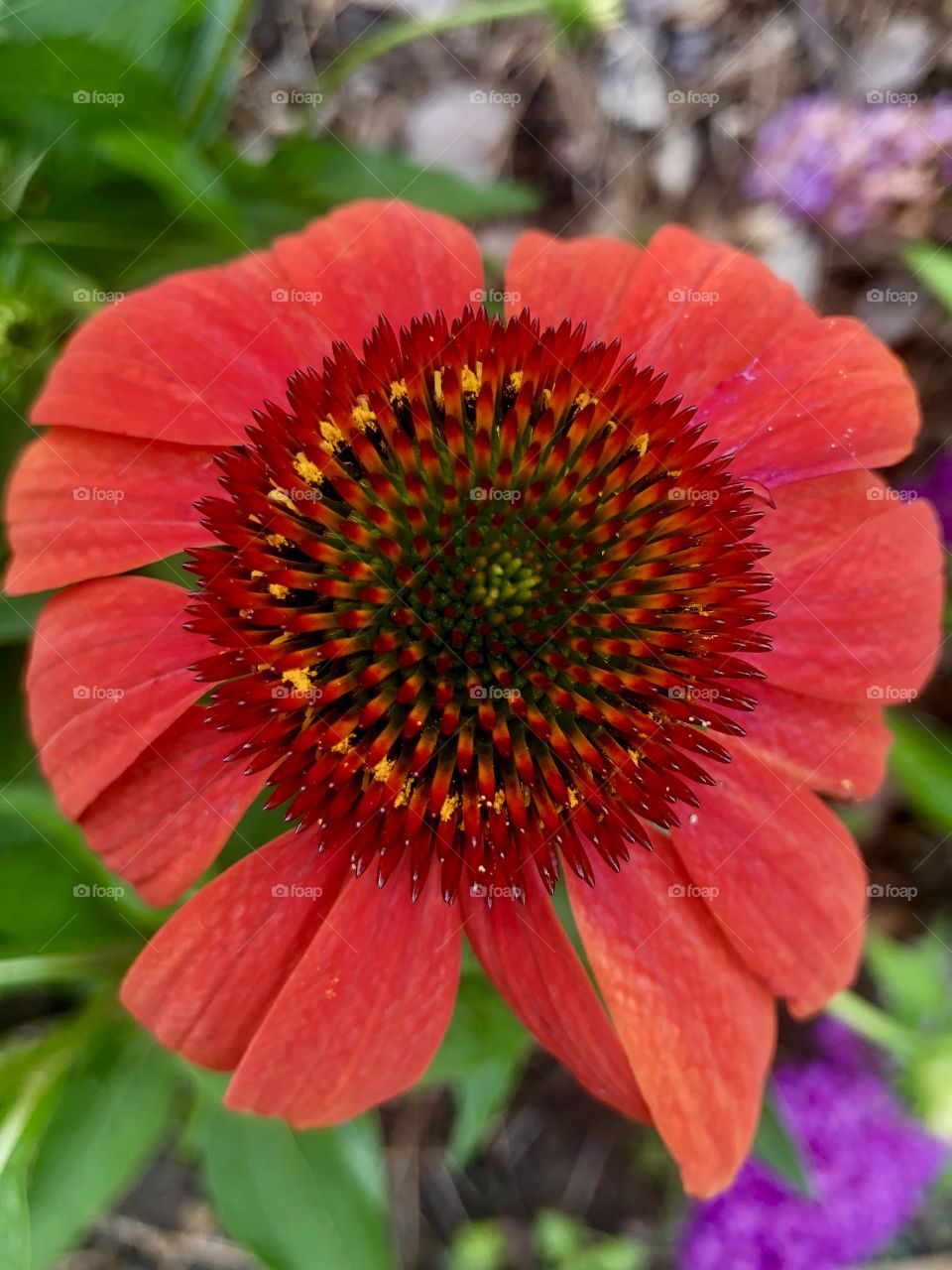 Closeup red coneflower in bloom
