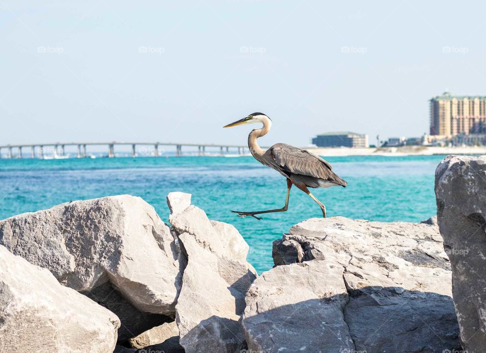 Favorite Beach with Cranes