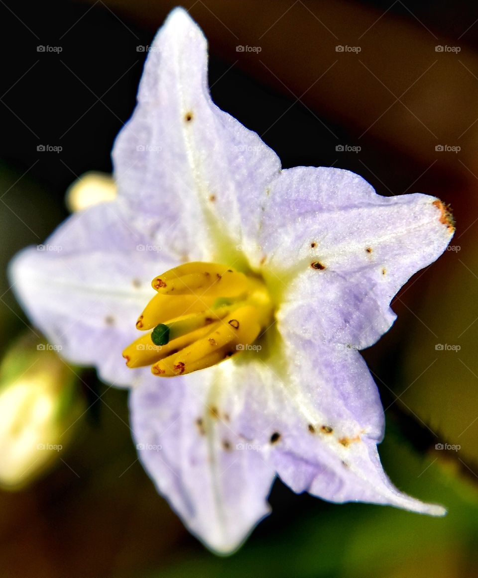 close-up pretty wild flower