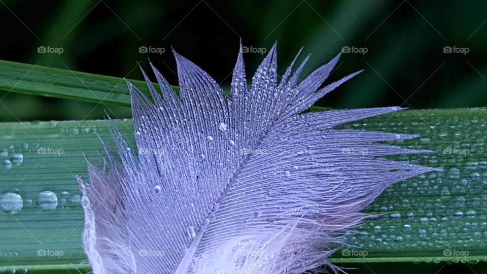 A feather covered with dew.