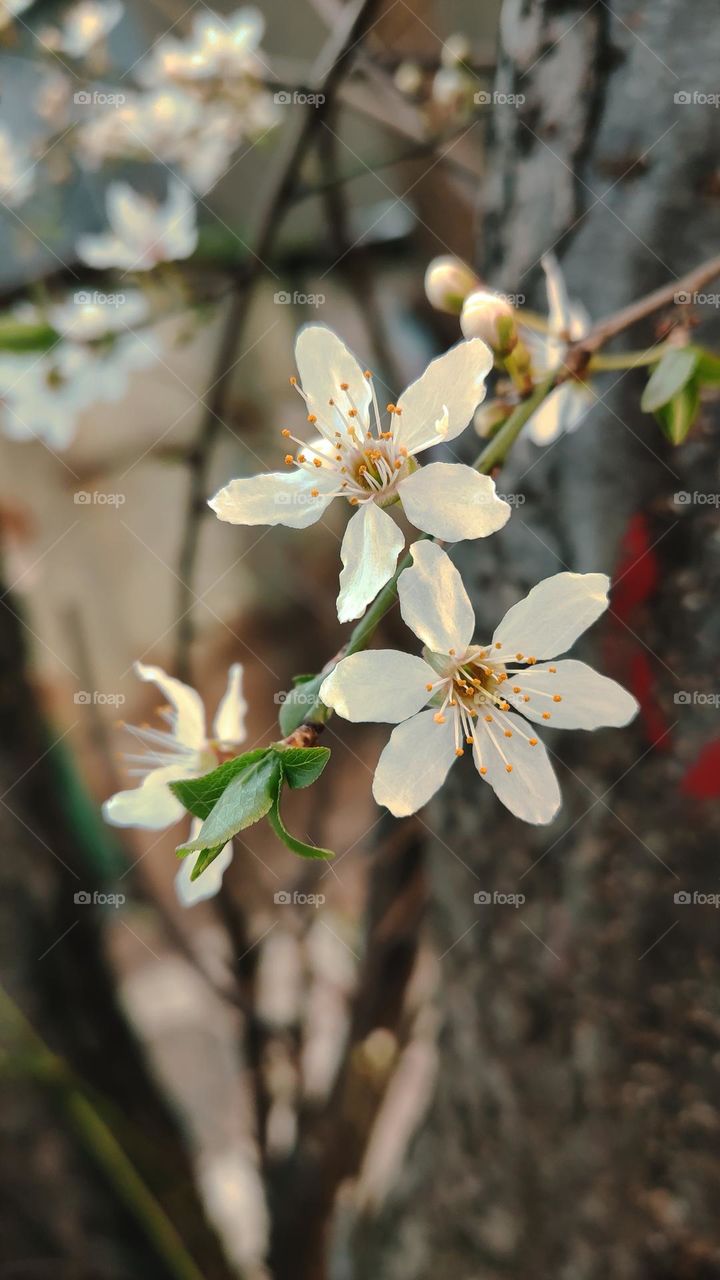 Tree flowers