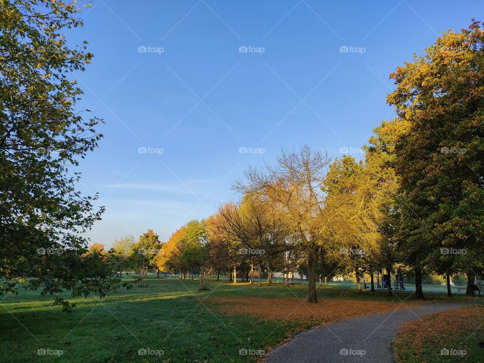 Color Yellow - Fall landscape - Yellow trees