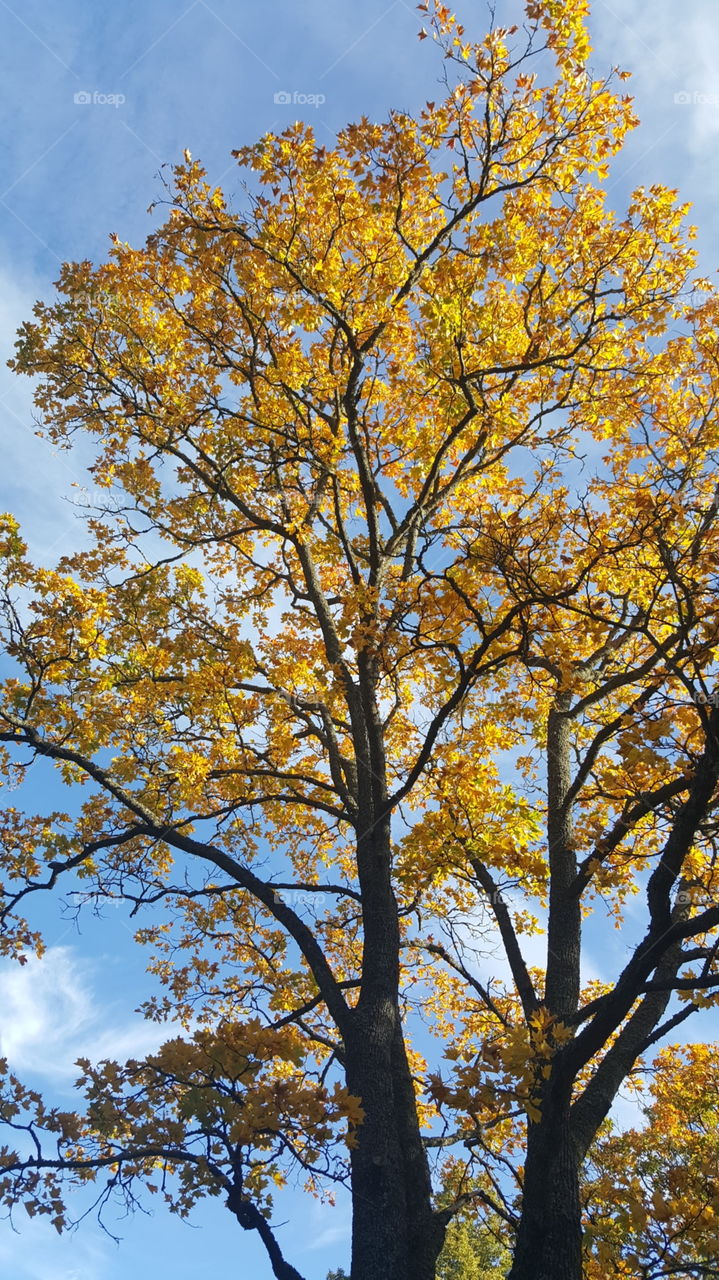 autum yellow tree