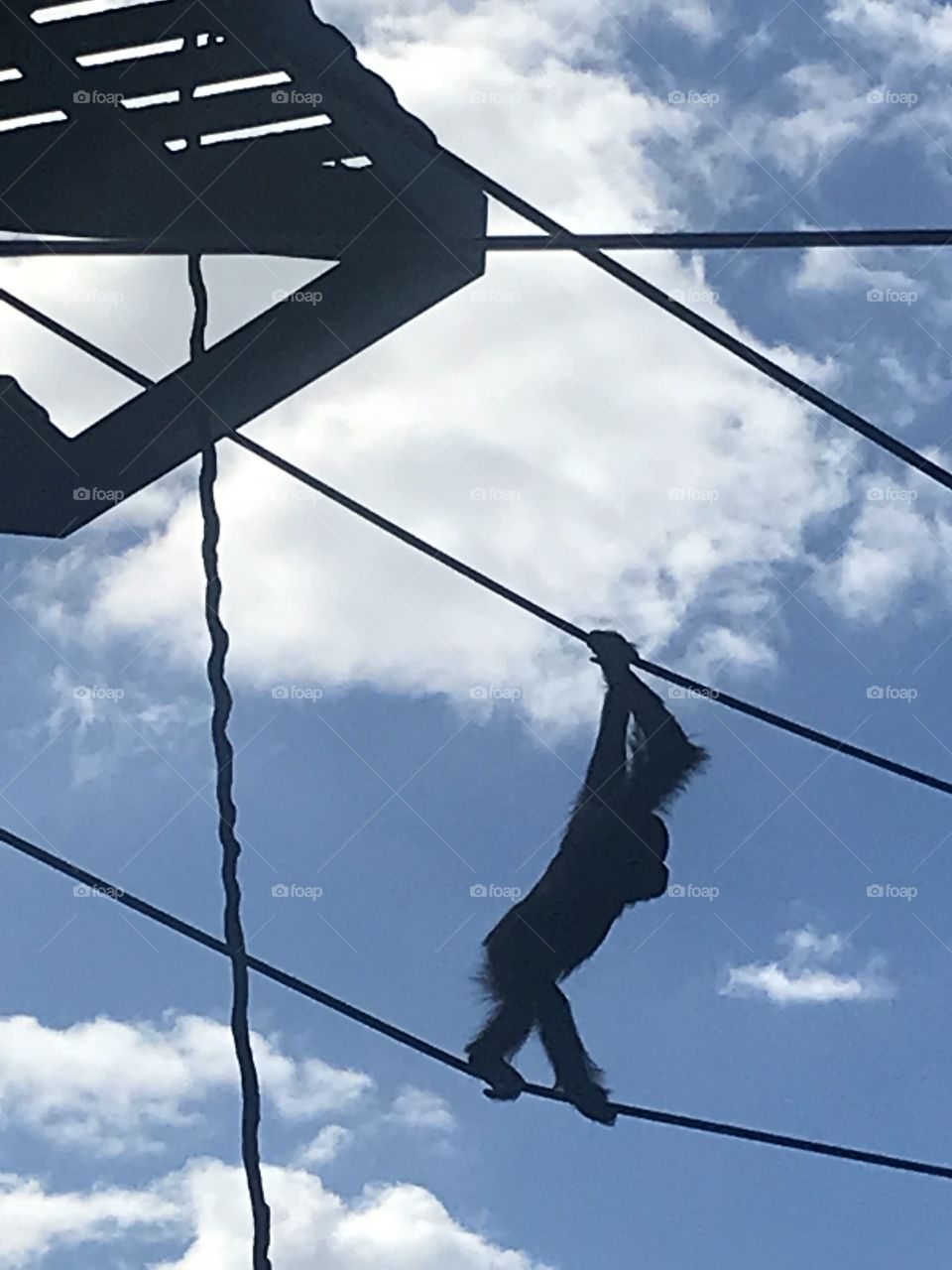 Orangutan climbs on ropes 