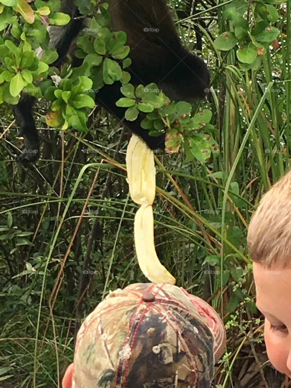 Belize monkey eating banana