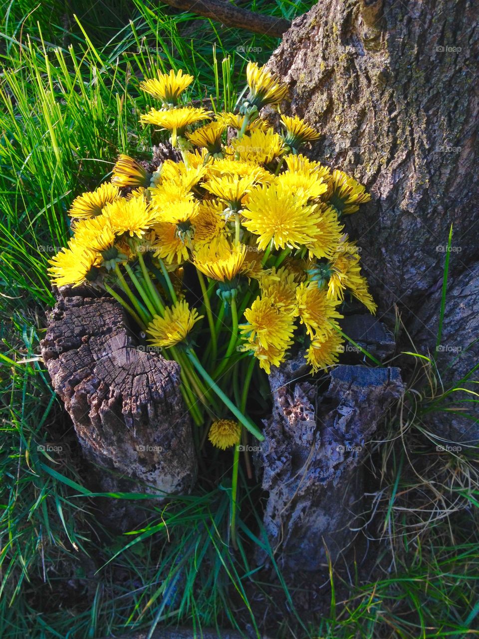 dandelion flowers. bouquet of dandelion flowers resting on a stump in the woods