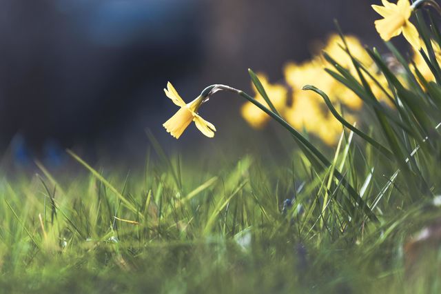 a portrait of a daffodil hanging outside of the bunch of flowers over the grass lawn of a garden on an overcast day.