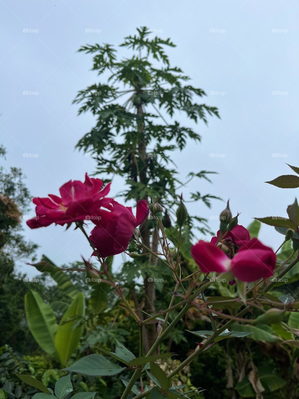 Plants trees and flowers 