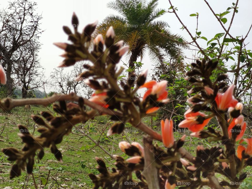 tree and flower