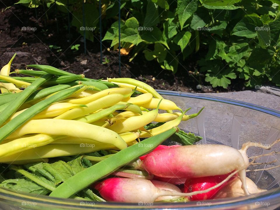 Vegetable garden/ green and yellow beans, red radishes