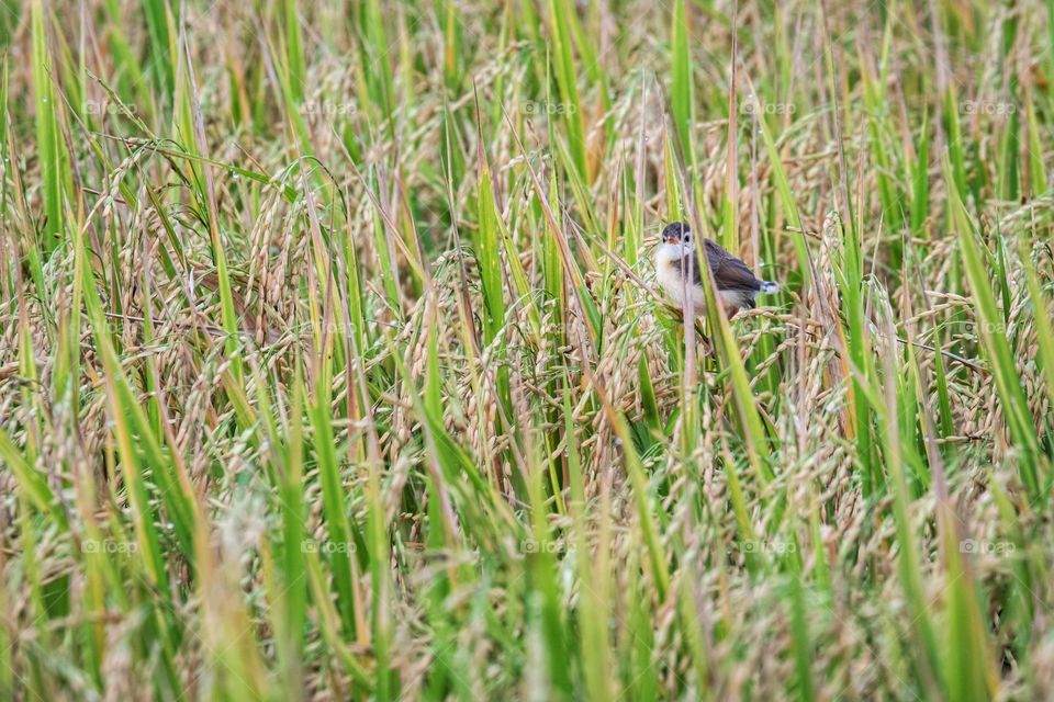 Sparrows in paddy fields