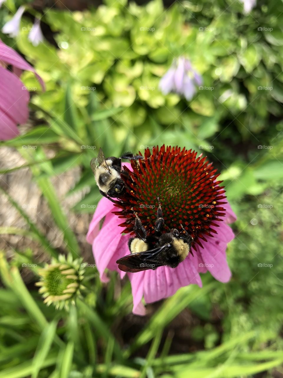 Bees on echinacea 