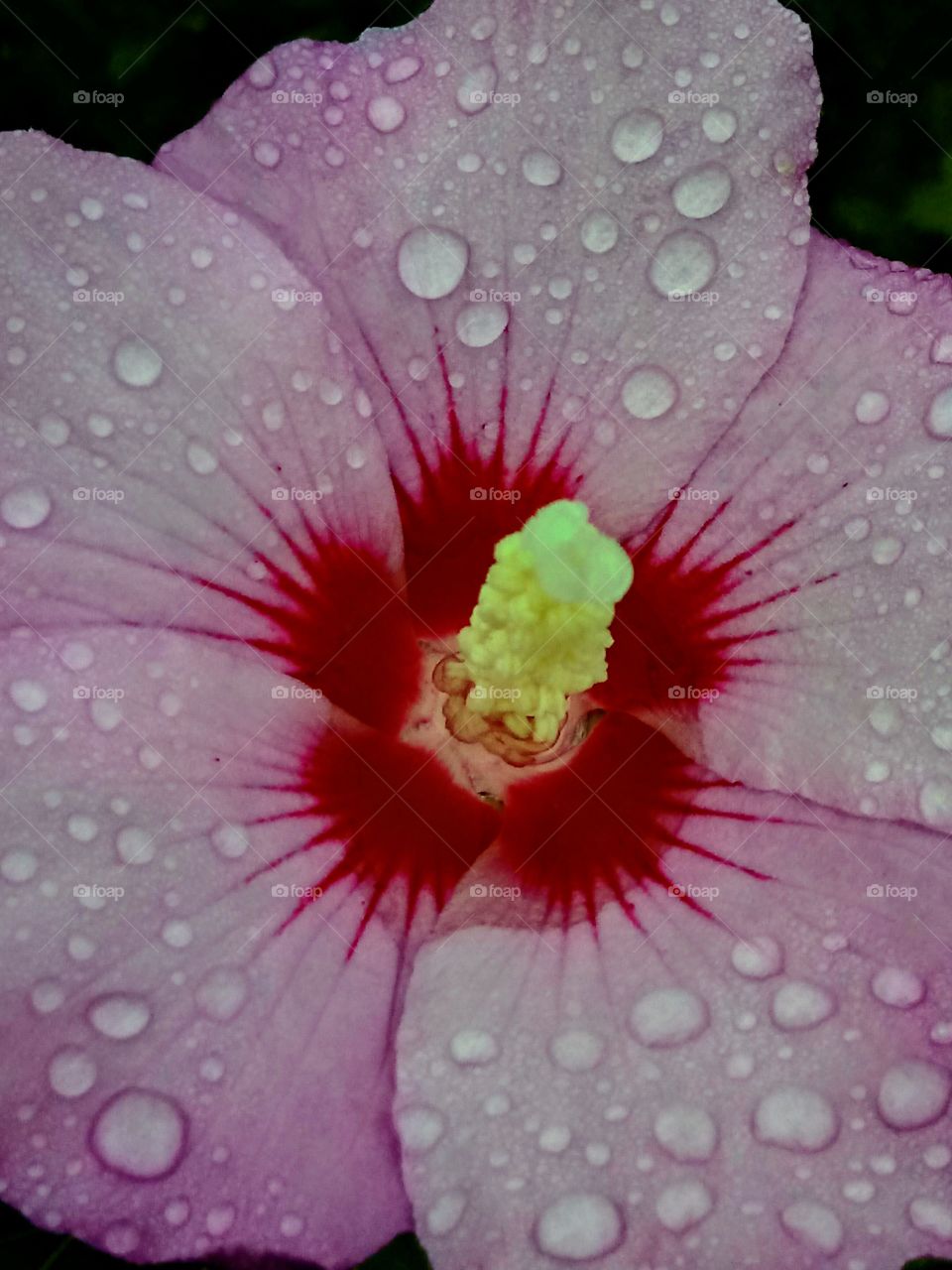 Dew covered Bloom
