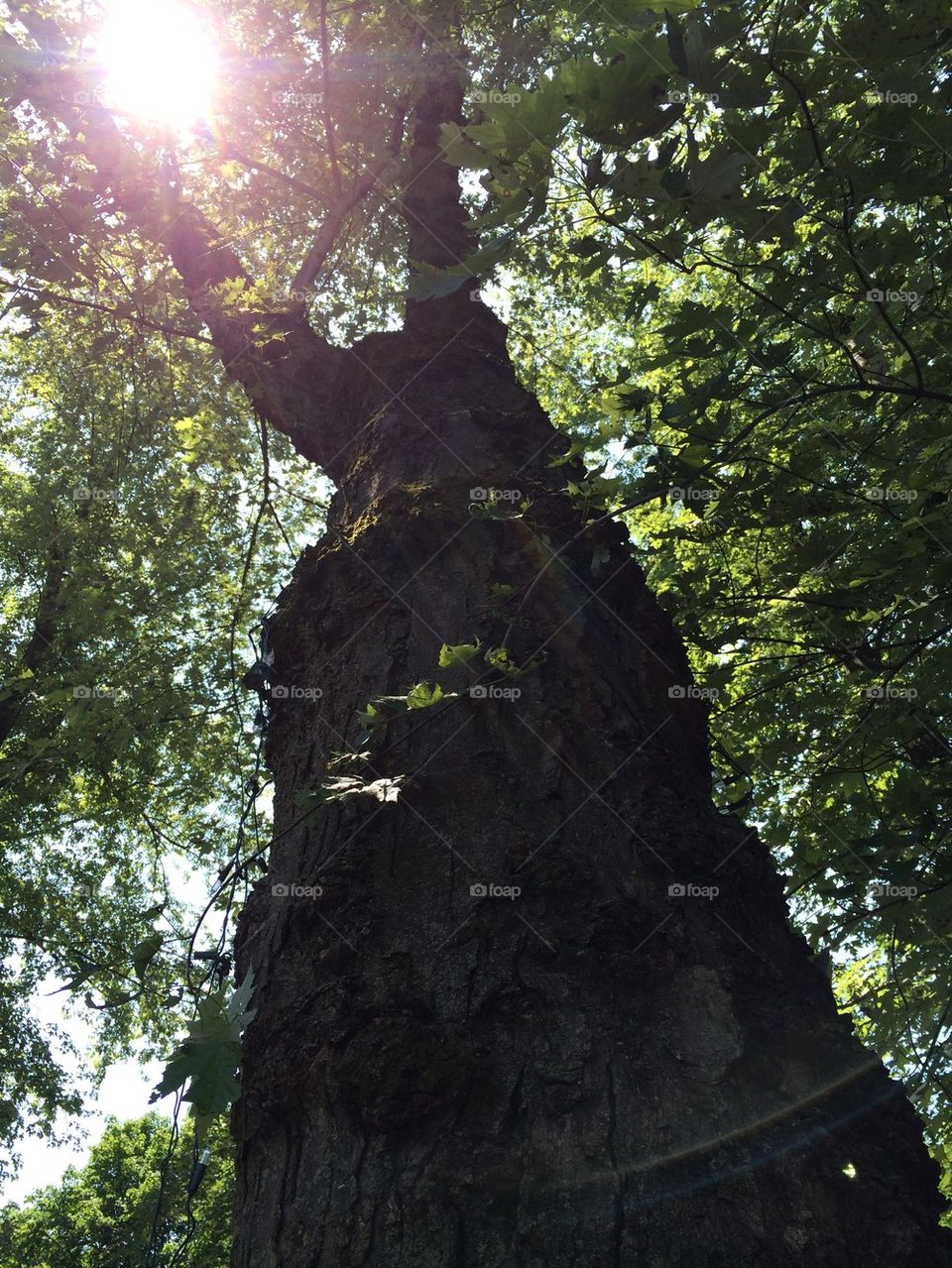 Tree with open arms